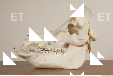 photo reference of skull 0022