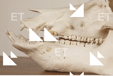 photo reference of skull 0023