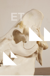 photo reference of skull 0026