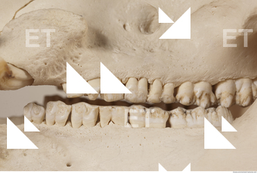 photo reference of skull 0027