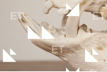 photo reference of skull 0030