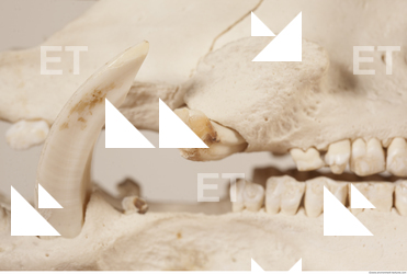 photo reference of skull 0028