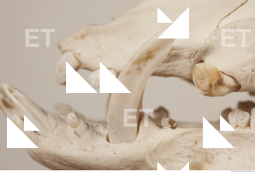 photo reference of skull 0029