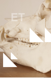 photo reference of skull 0034