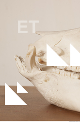 photo reference of skull 0033