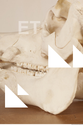 photo reference of skull 0035