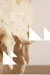 photo reference of skull 0037