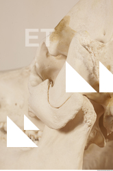 photo reference of skull 0038