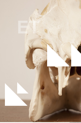 photo reference of skull 0040