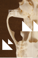 photo reference of skull 0020