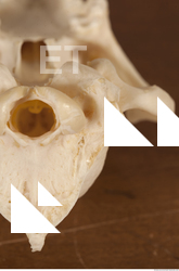 photo reference of skull 0022