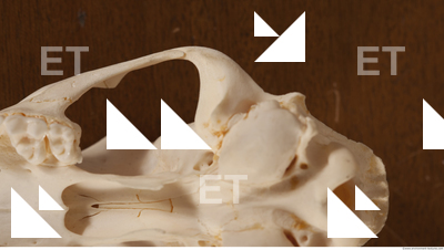 photo reference of skull 0026