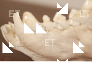 photo reference of skull 0024