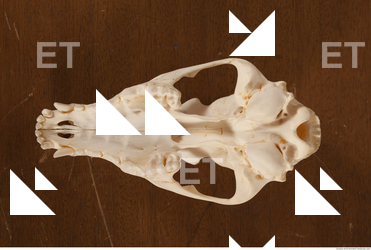 photo reference of skull 0025