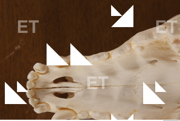 photo reference of skull 0028