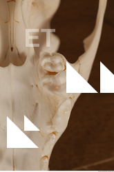 photo reference of skull 0030