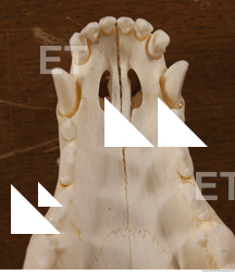 photo reference of skull 0029