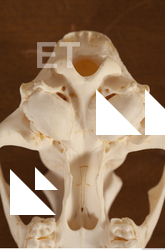 photo reference of skull 0034