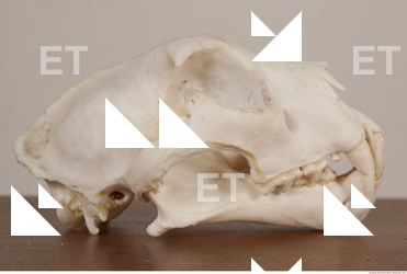 photo reference of skull 0035