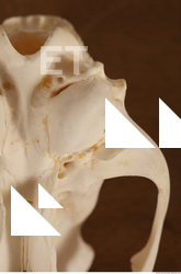 photo reference of skull 0033