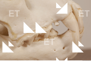 photo reference of skull 0036