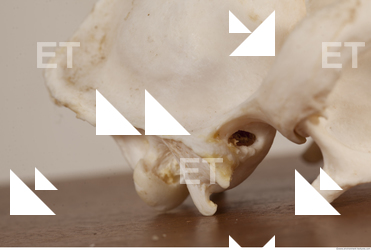 photo reference of skull 0039