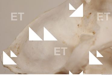 photo reference of skull 0040