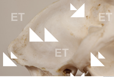 photo reference of skull 0041