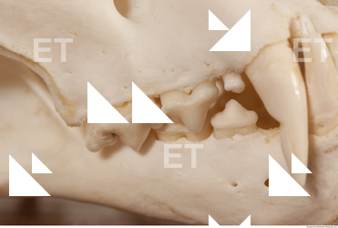 photo reference of skull 0043