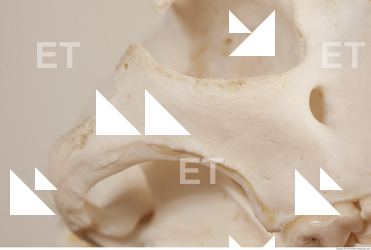 photo reference of skull 0044