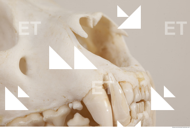 photo reference of skull 0046