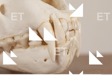 photo reference of skull 0047