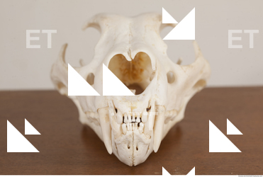 photo reference of skull 0049