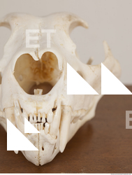 photo reference of skull 0050