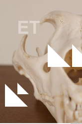 photo reference of skull 0054