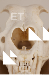photo reference of skull 0052