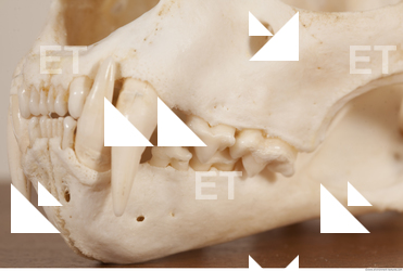 photo reference of skull 0057