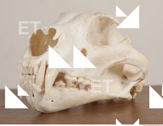 photo reference of skull 0056