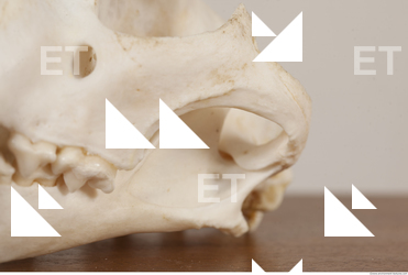 photo reference of skull 0058