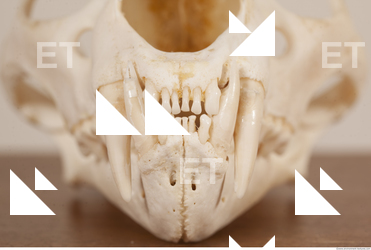 photo reference of skull 0059