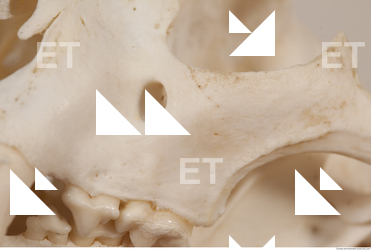 photo reference of skull 0061