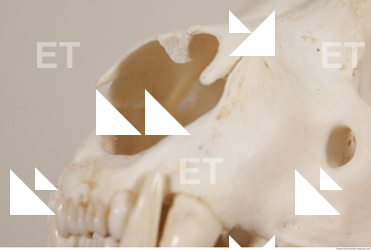 photo reference of skull 0060