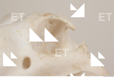 photo reference of skull 0064