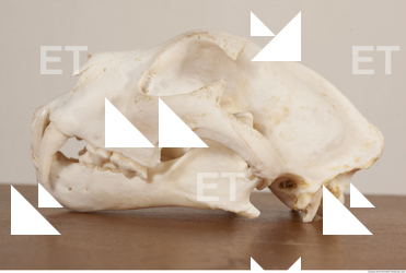 photo reference of skull 0065