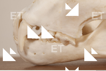 photo reference of skull 0066