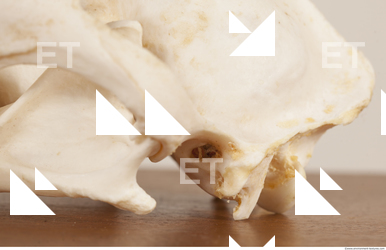 photo reference of skull 0069