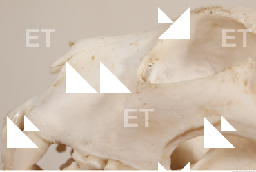 photo reference of skull 0067