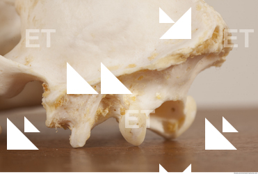 photo reference of skull 0071