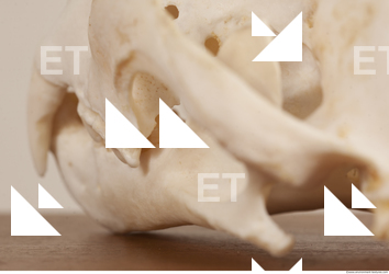photo reference of skull 0073