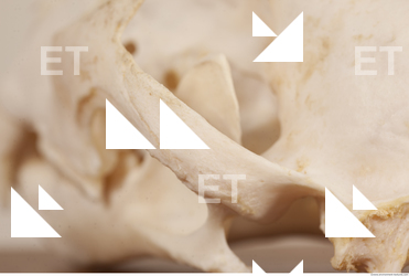 photo reference of skull 0072